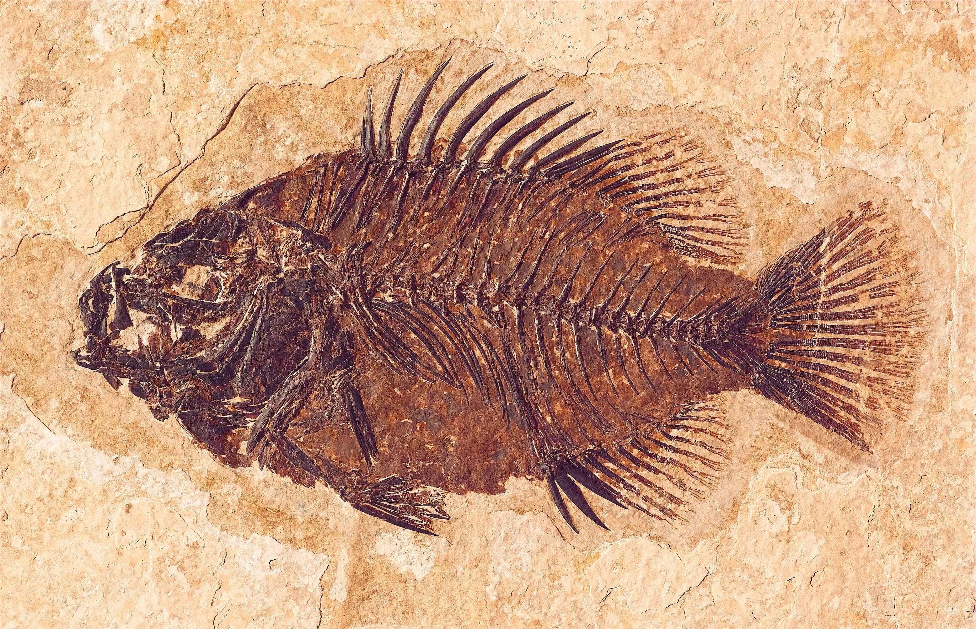 Fossil Butte National Monument