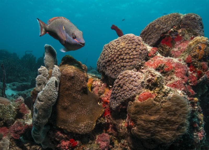 Virgin Islands Coral Reef National Monument