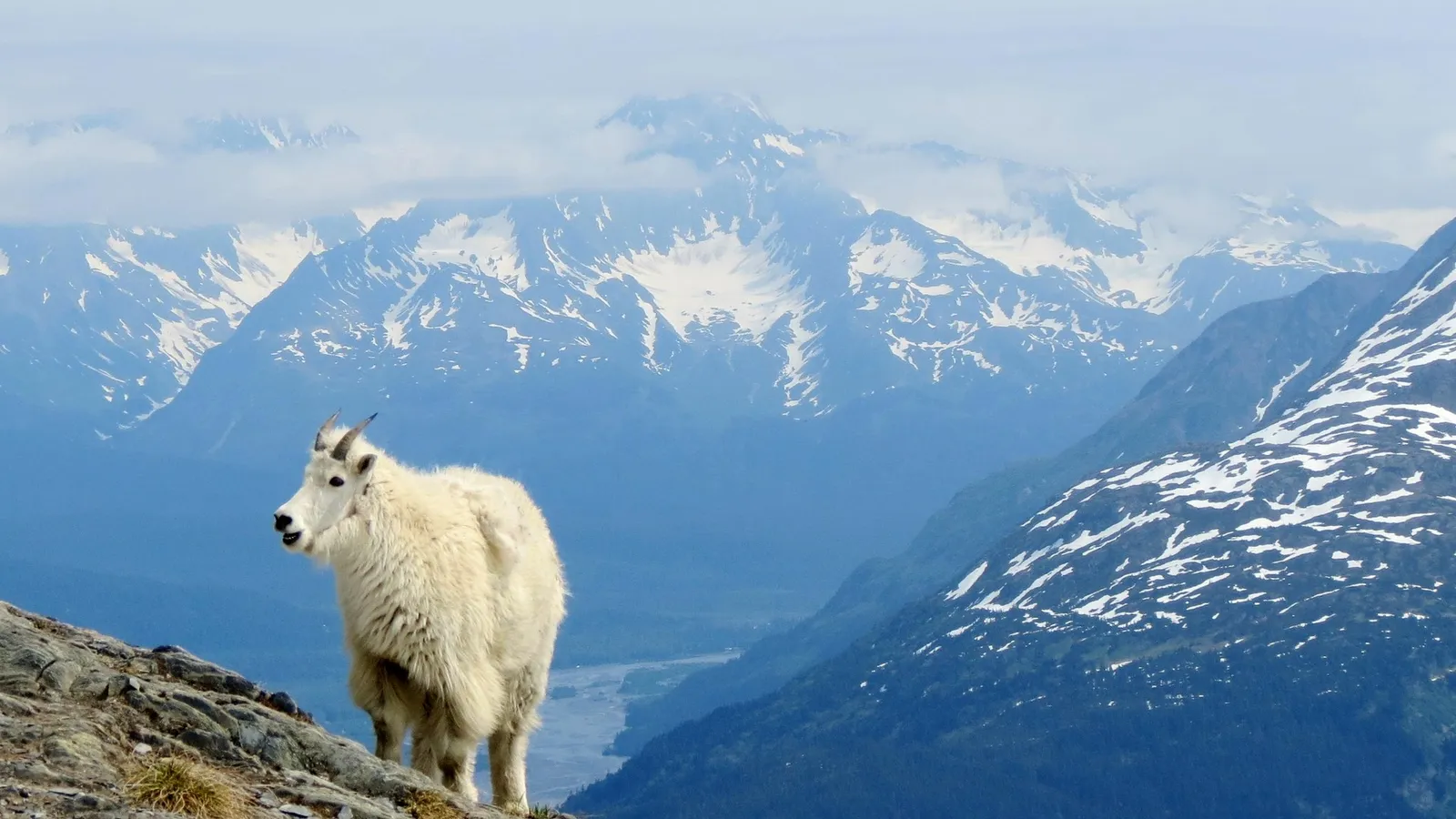 Kenai Fjords from Anchorage in One Day: 2027 Seward Day Trip Guide